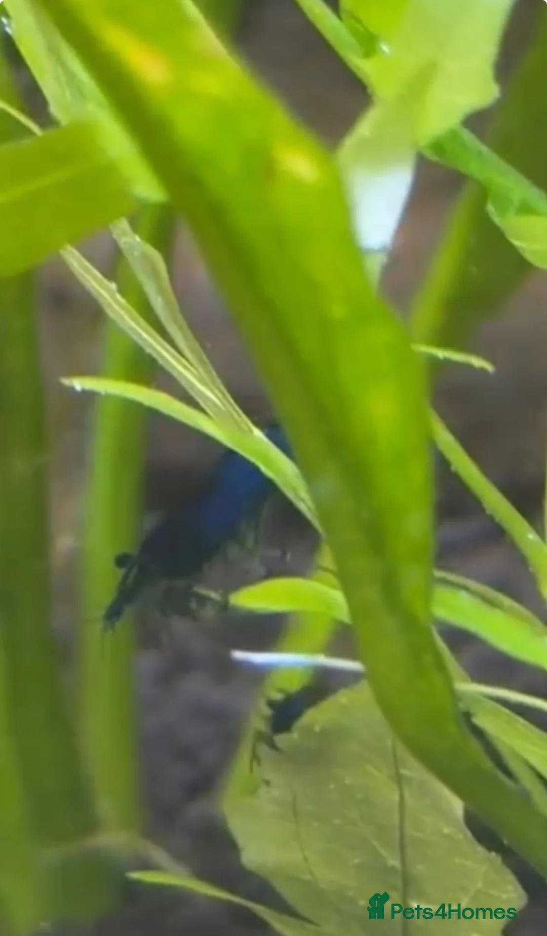 Shrimps fish for sale: BLUE DREAM SHRIMP💙 - Advert 2