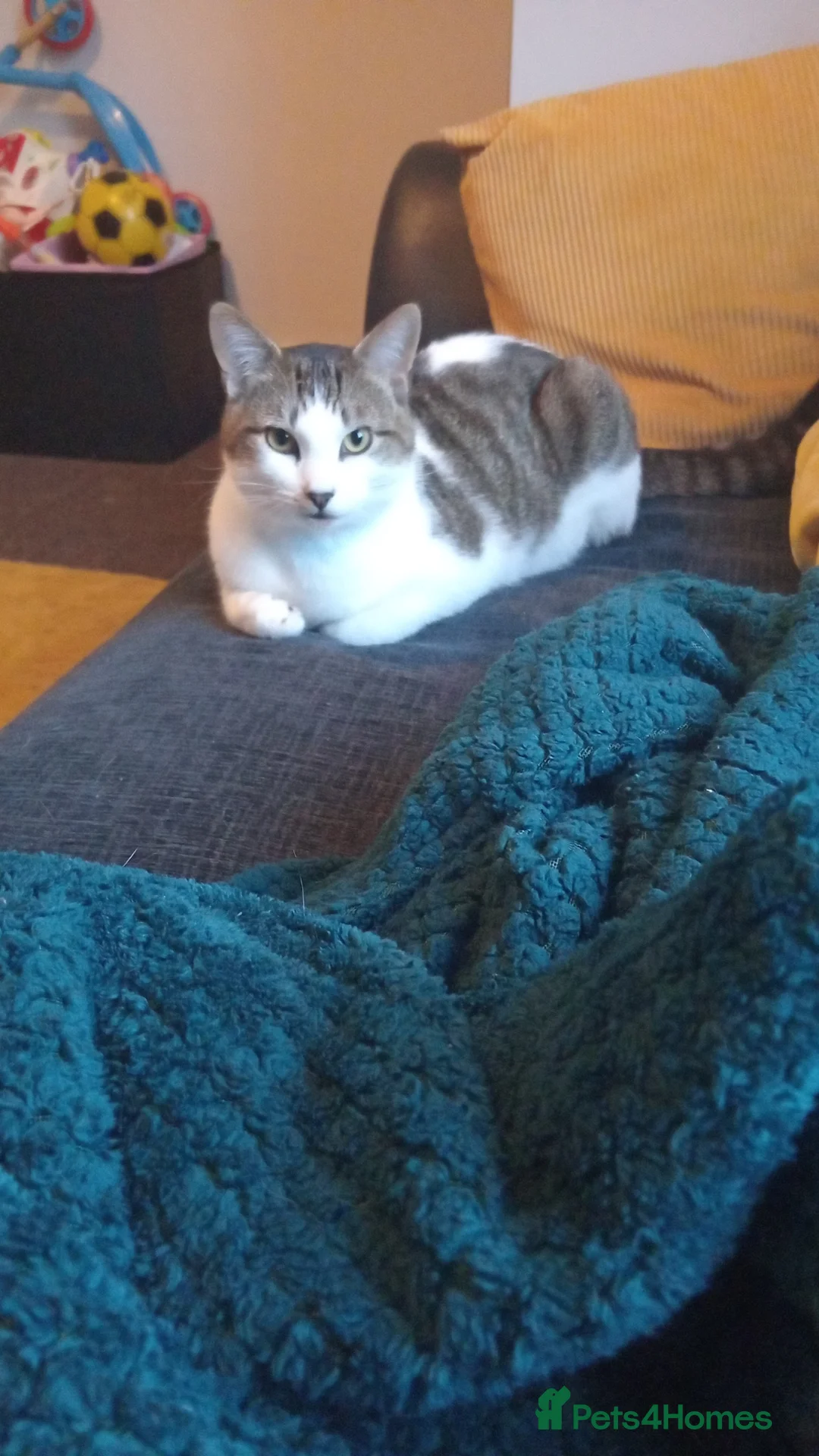 Mixed Breed cats for sale: Male domestic breed cat in Barrow-in-Furness - Advert 2
