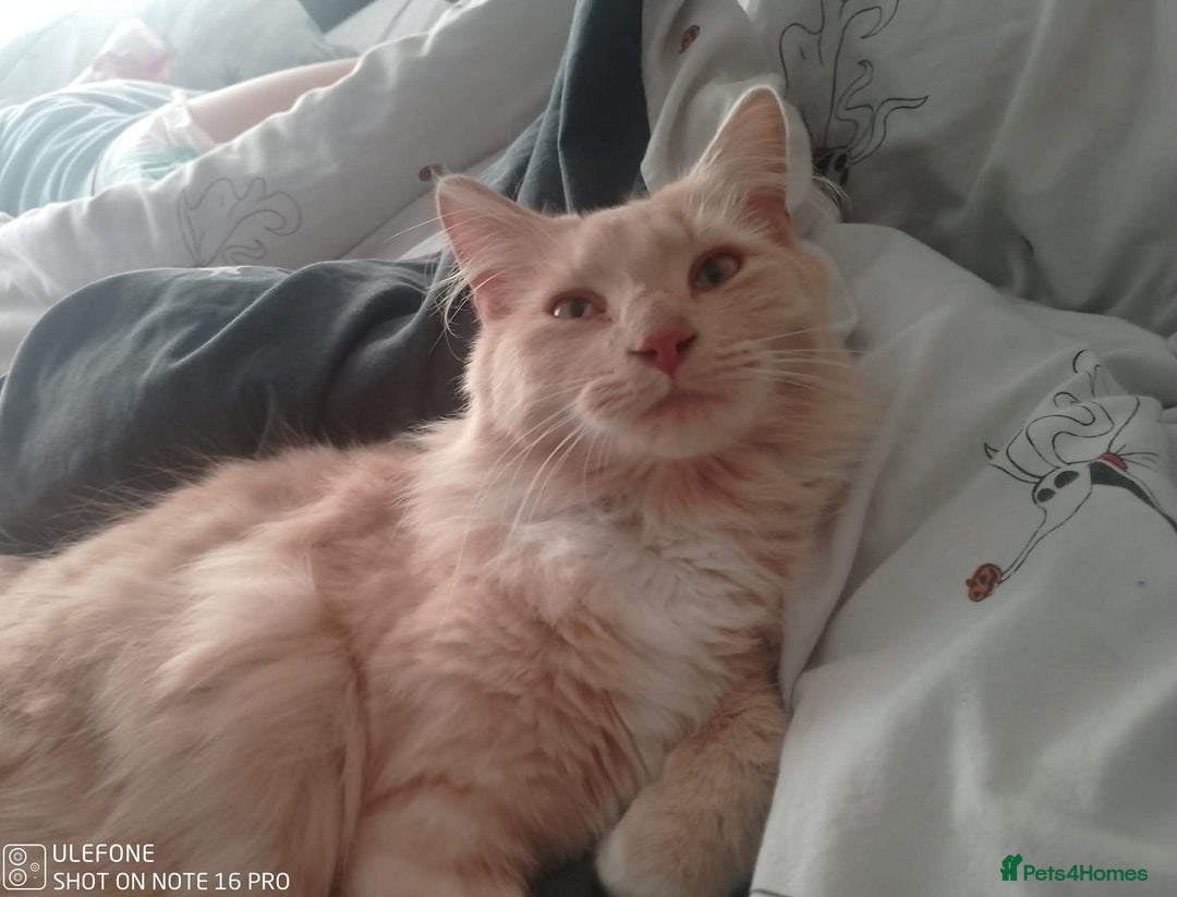 Mixed Breed cats for sale: 2 Female and 1 Male for sale - Advert 3