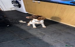 English Springer Spaniel dogs for sale: Full Male English springer spaniel - Image 4