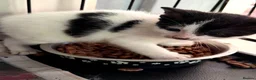 Mixed Breed cats for adoption: Rescue Kittens - Advert 3
