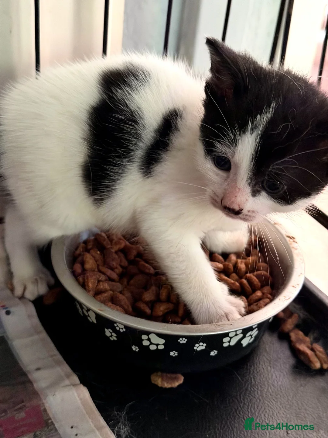 Mixed Breed cats for adoption: Rescue Kittens - Advert 3