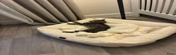 Mixed Breed cats for sale: Kitten in Bristol - Advert 3