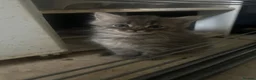 Mixed Breed cats for sale: 3/4 Russian Blue kittens  - Advert 2