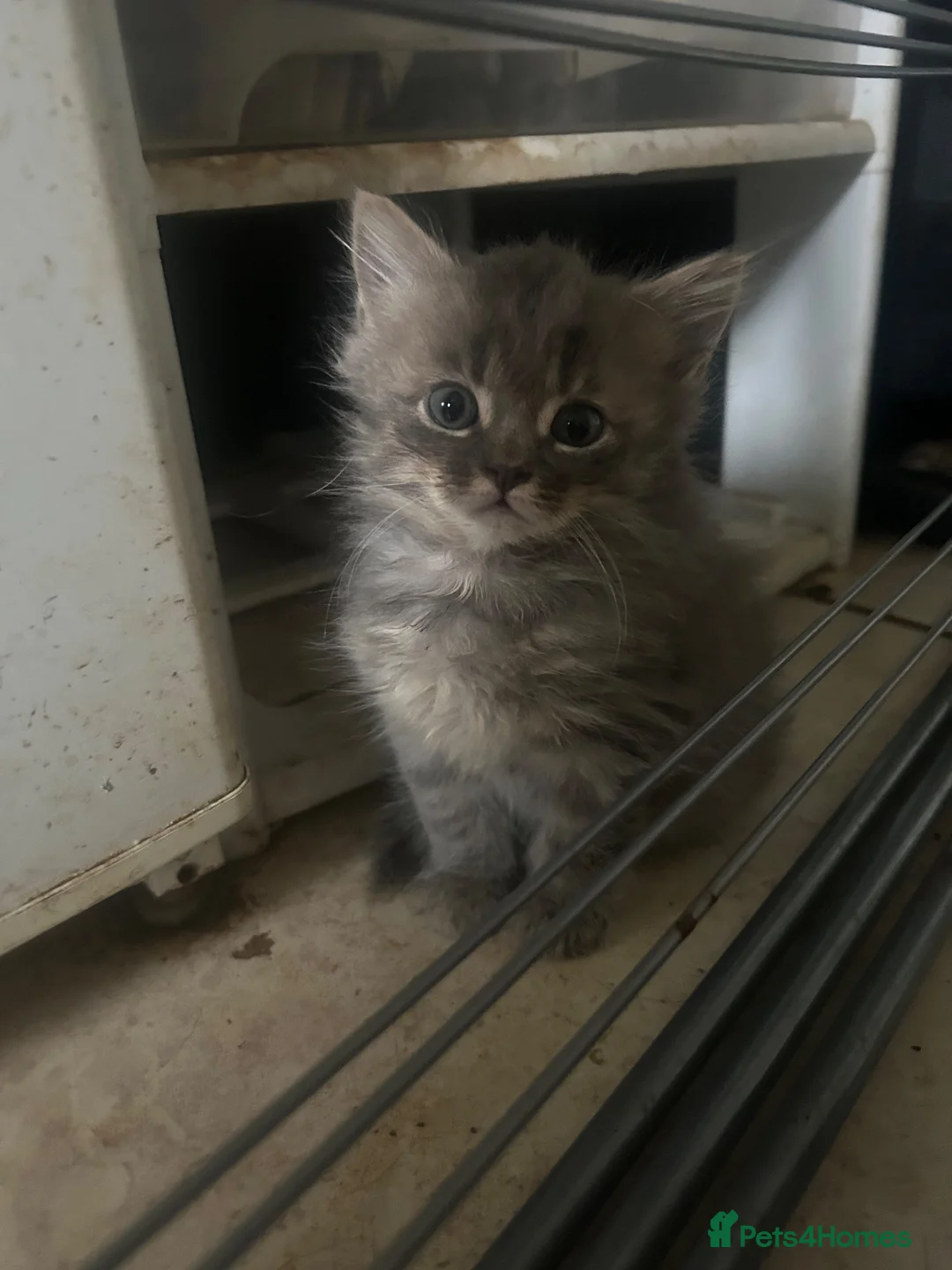 Mixed Breed cats for sale: 3/4 Russian Blue kittens  - Advert 2