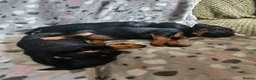 Jack Russell dogs for sale: Beautiful Black & Tan Jack Russell puppy's  - Advert 10