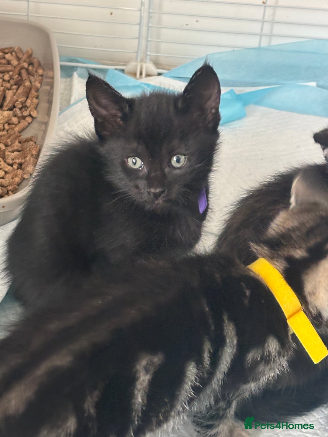 Mixed Breed cats for sale: Stunning litter of 7 kittens - Image 16