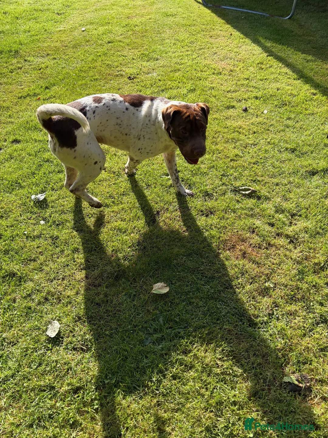Mixed Breed dogs for sale: Looking for the Best Home - Advert 2