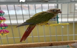 Parakeets birds for sale: Kiki the Conure & Bluey the Parrotlet - Image 2
