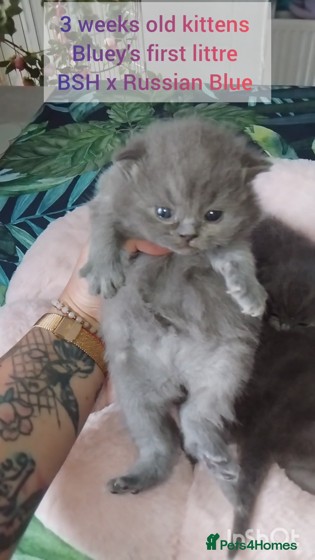 British Shorthair cats British Shorthair x Russian Blue  - Advert 3