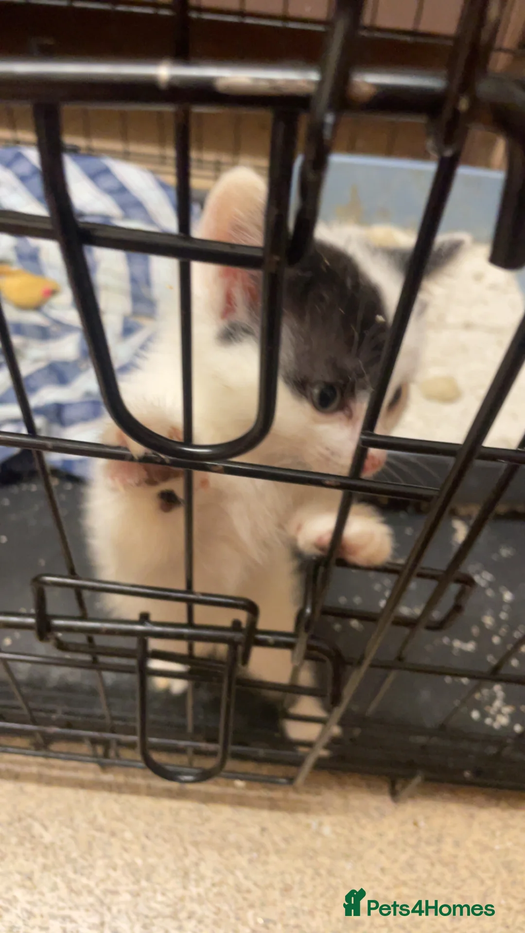 Mixed Breed cats for sale: Male  - Advert 2