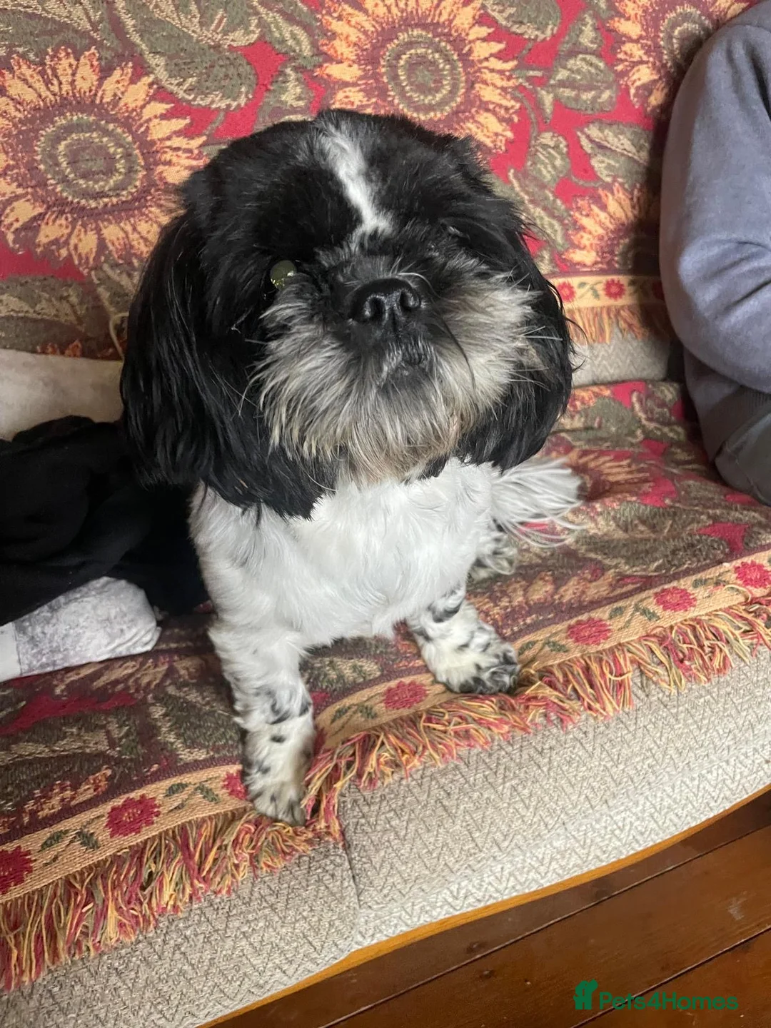 Shih Tzu dogs for sale: 1 male black & white Shih Tzu, 12 weeks - Advert 1