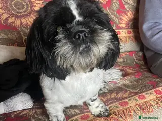 Shih Tzu dogs 1 male black & white Shih Tzu, 12 weeks - Advert 1