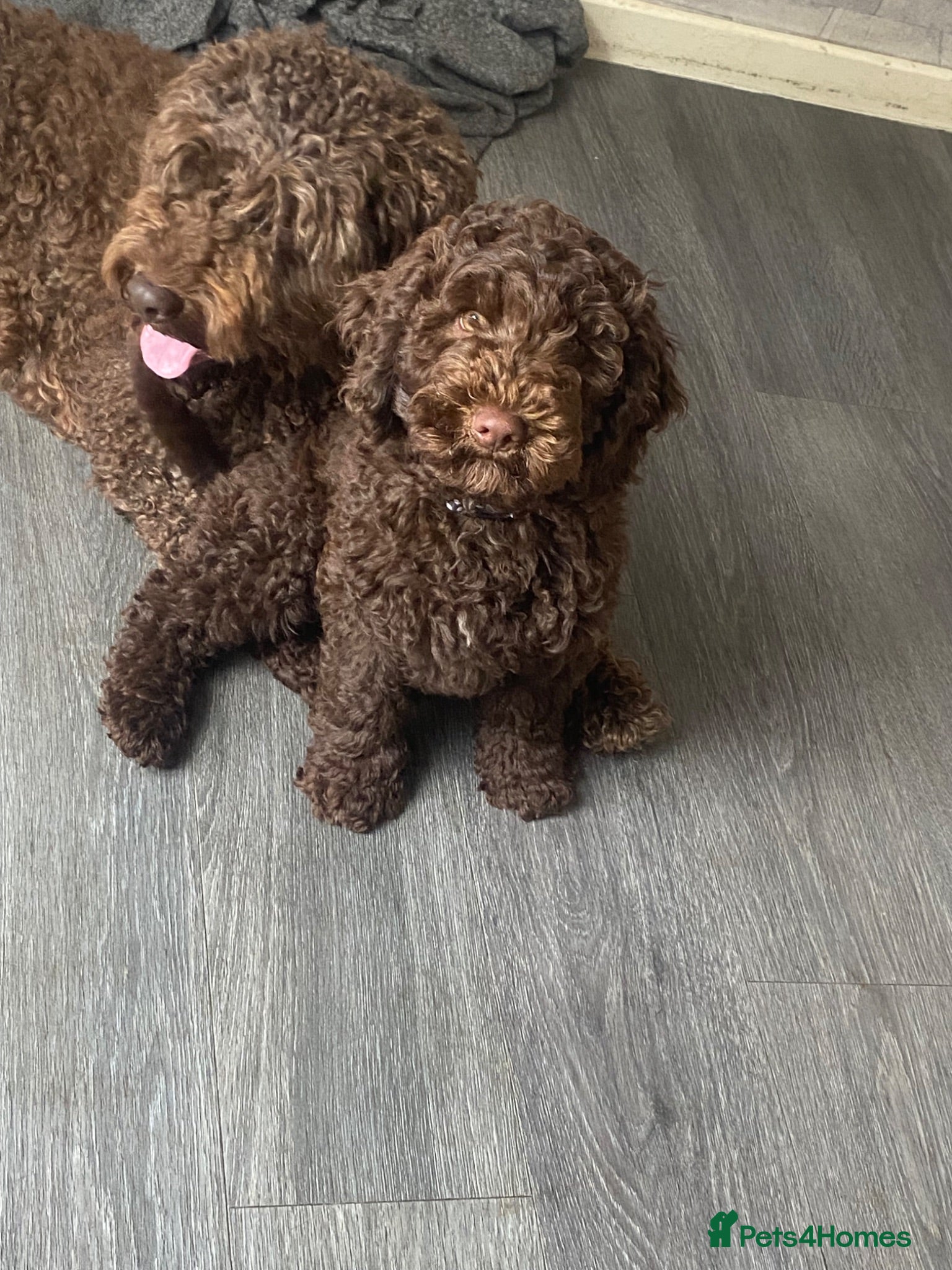 Cockapoo dogs Ready to go F2- male cockapoos 1brown  - Advert 11