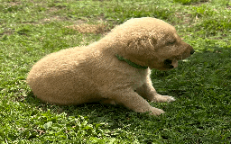 Labradoodle dogs for sale: Gorgeous F1b Labradoodle Puppies for loving homes. - Image 24