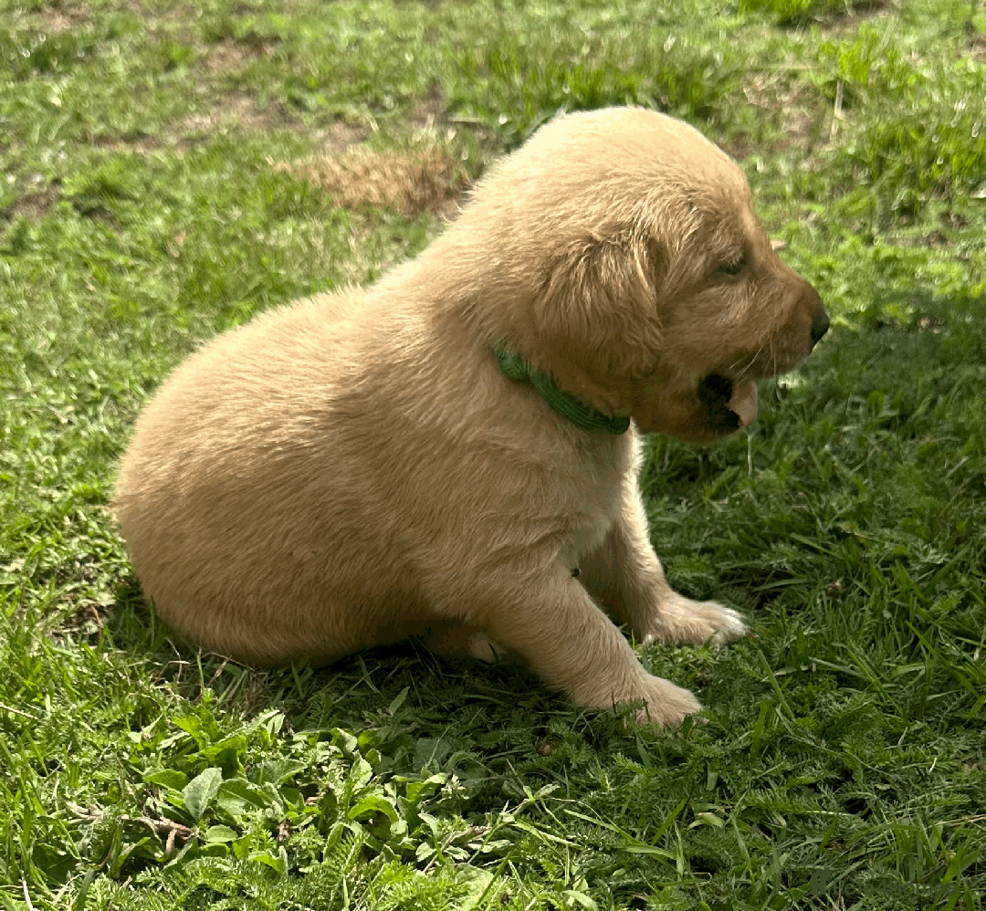 Labradoodle dogs for sale: Gorgeous F1b Labradoodle Puppies for loving homes. - Image 24
