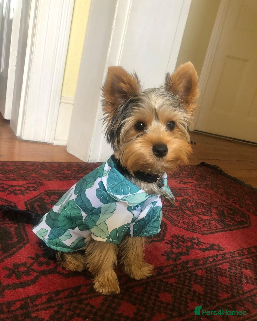 Yorkshire Terrier dogs for sale: Beautiful Yorkshire Terrier for Rehome - Image 2