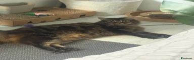 JJ