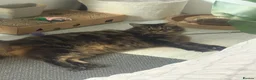 Mixed Breed cats for sale: Male cat  - Advert 2