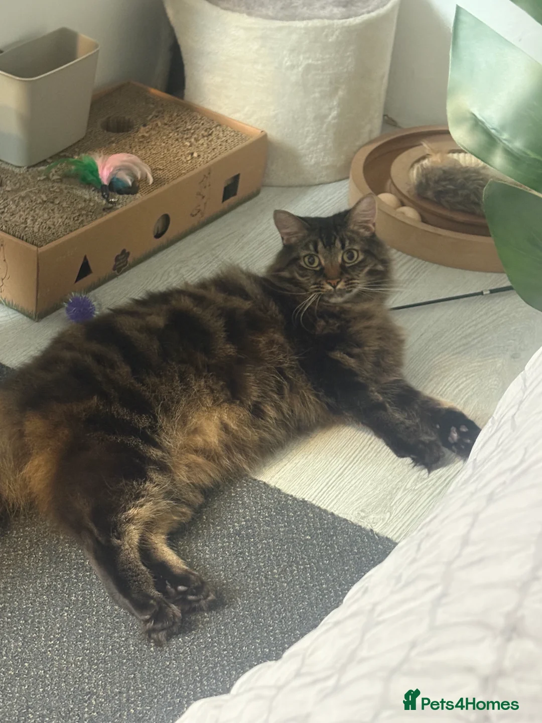 Mixed Breed cats for sale: Male cat  - Advert 2