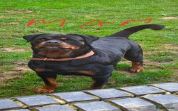 Rottweiler dogs for sale: Fabulous German bloodline pups - Image 3