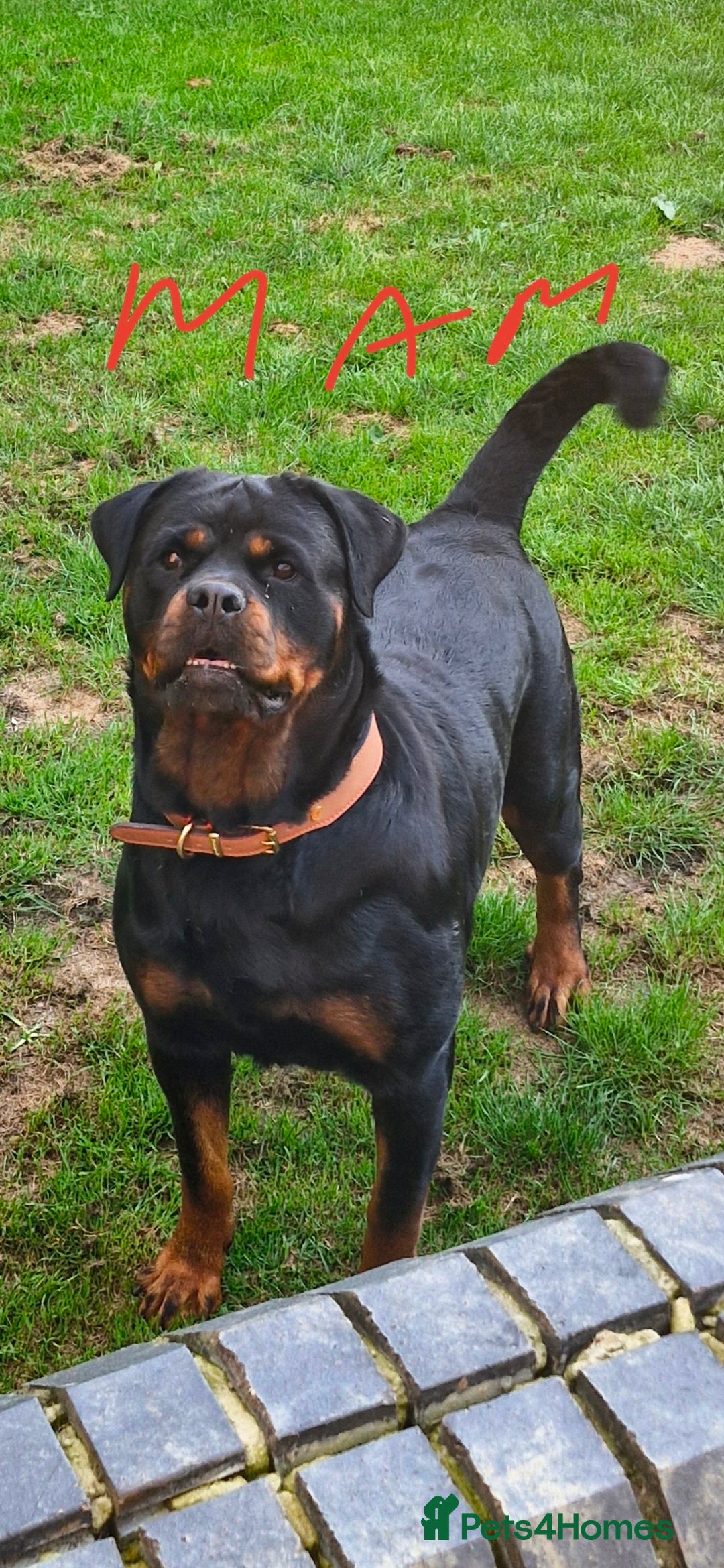 Rottweiler dogs for sale: Fabulous German bloodline pups - Image 3