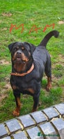 Rottweiler dogs Rottweiler pups Fabulous German bloodline - Advert 4