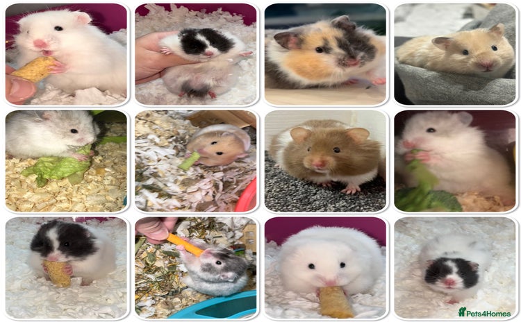 Hamster rodents - Advert 1