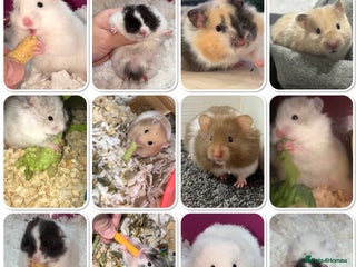 Hamster rodents - Advert 4