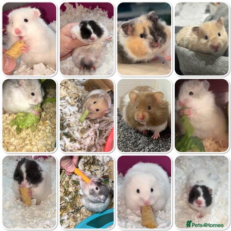 Hamster rodents - Advert 4