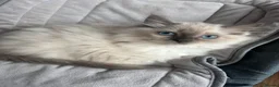 Ragdoll cats for sale: Ragdoll Cherubim Mink Kittens TICA - Advert 20