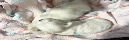 Maltese dogs for sale: Tiny KC Reg. Korean Maltese- CH line show dogs! - Advert 18