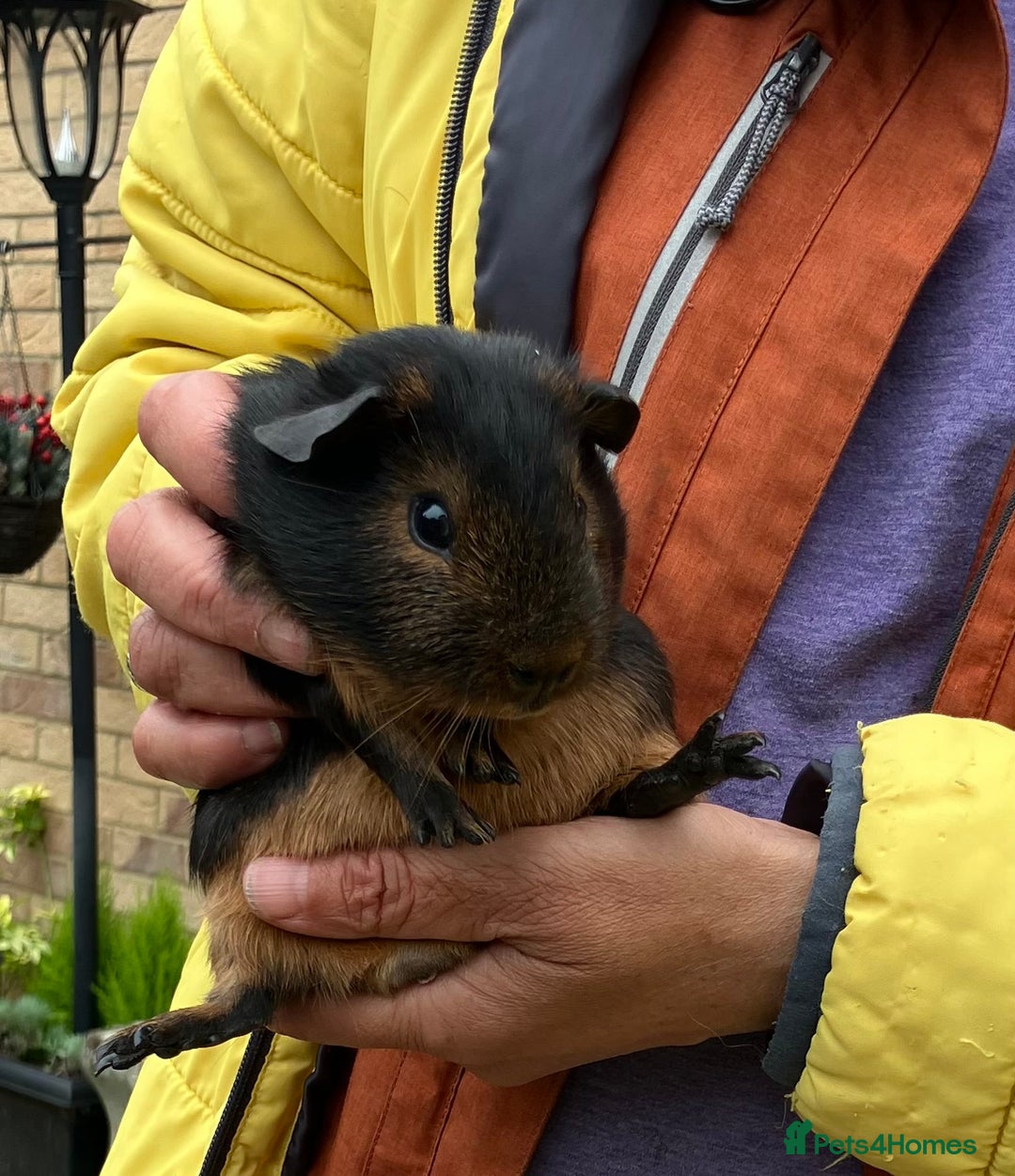 Guinea Pig rodents for sale: Baby purebred Black Tan guinea pig -Boars only - Image 5