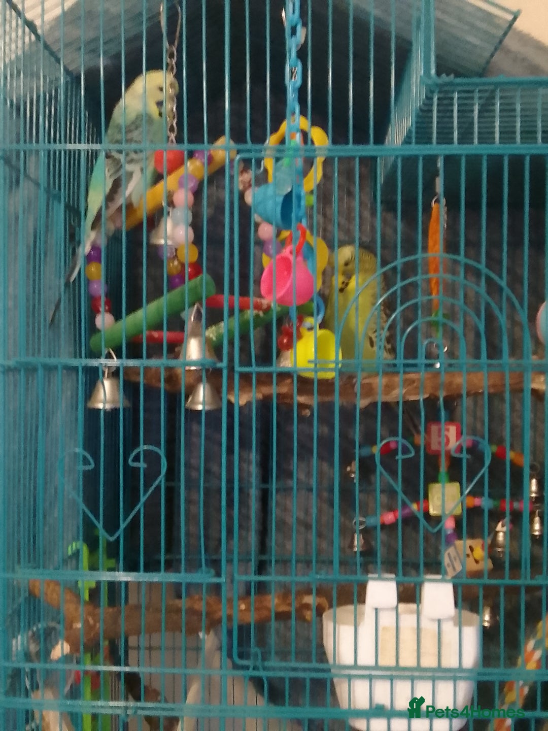 Budgerigars birds for sale: 2 younger budgie for sale - Advert 5