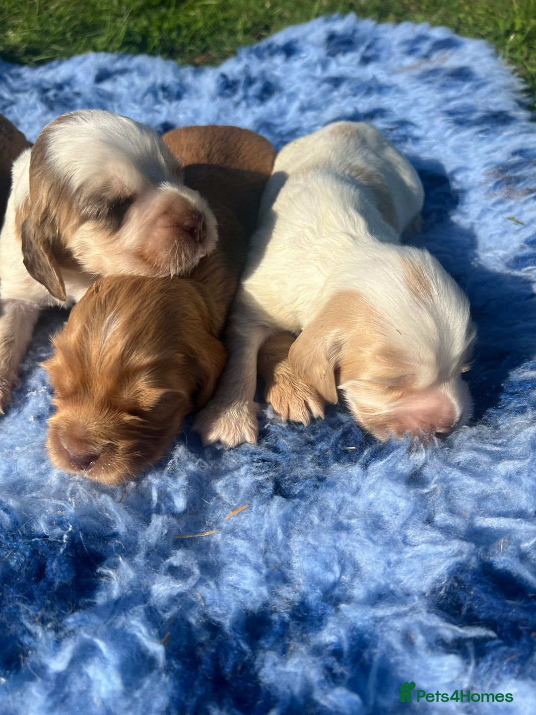 Cocker Spaniel dogs for sale: 🐾Gorgeous Cocker Spaniel Puppies 🐶🐾 - Image 9