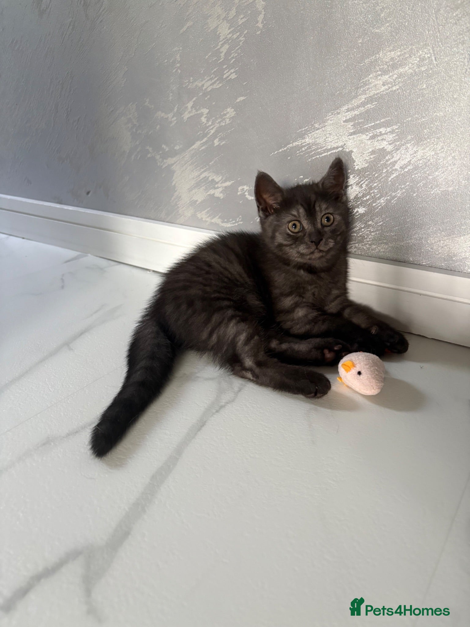 Scottish Fold cats 🐾4 Beautiful Scottish Fold Kittens🐾 - Advert 12