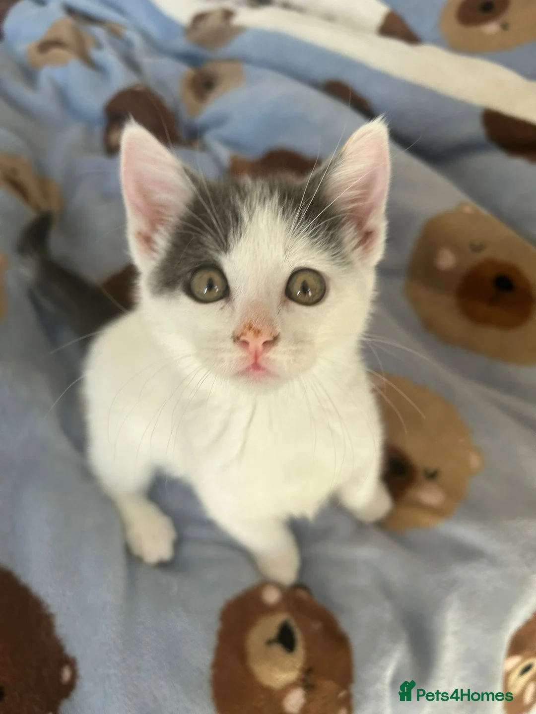 British Shorthair cats for sale: *Only 1 Beautiful Kitten left now* Ready to leave - Advert 1