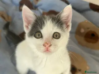British Shorthair cats *Only 1 Beautiful Kitten left now* Ready to leave - Advert 1