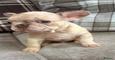 French Bulldog dogs - Advert 15