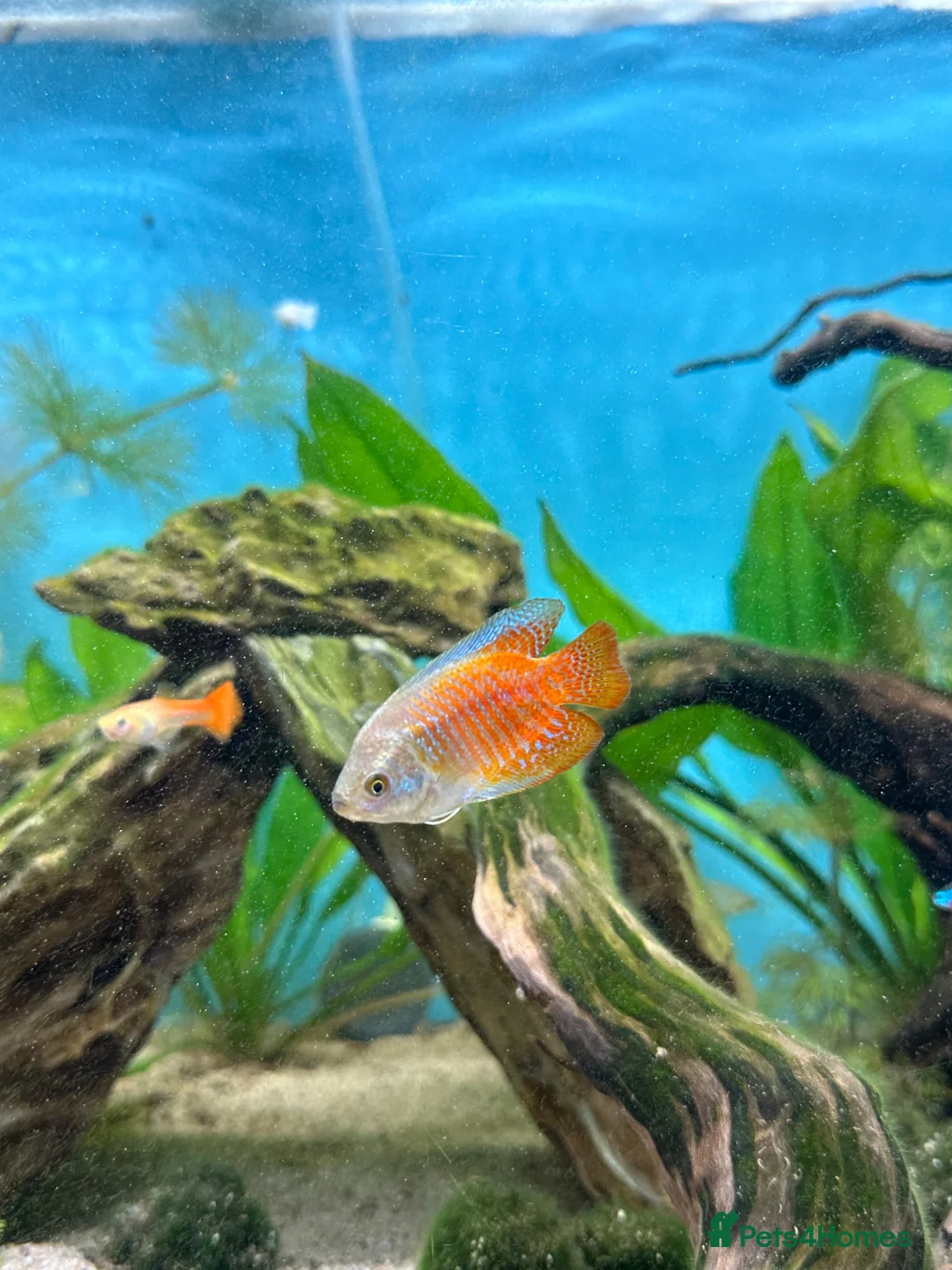 Gouramis fish for sale: Dwarf gourmais  - Advert 3
