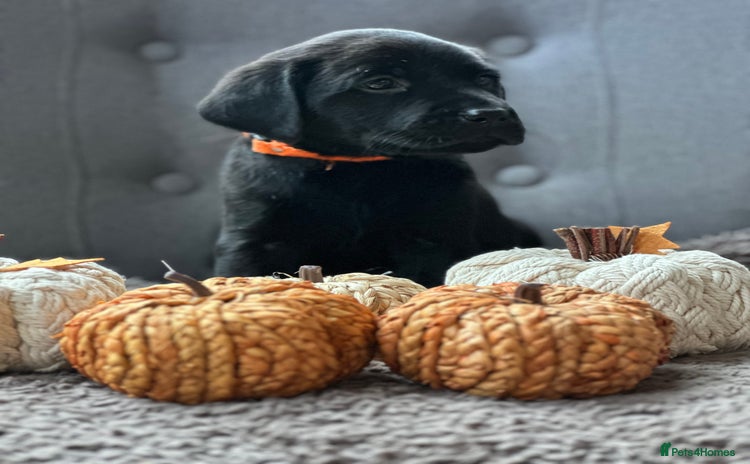 Labrador Retriever dogs - Advert 14