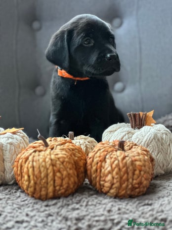 Labrador Retriever dogs - Advert 14