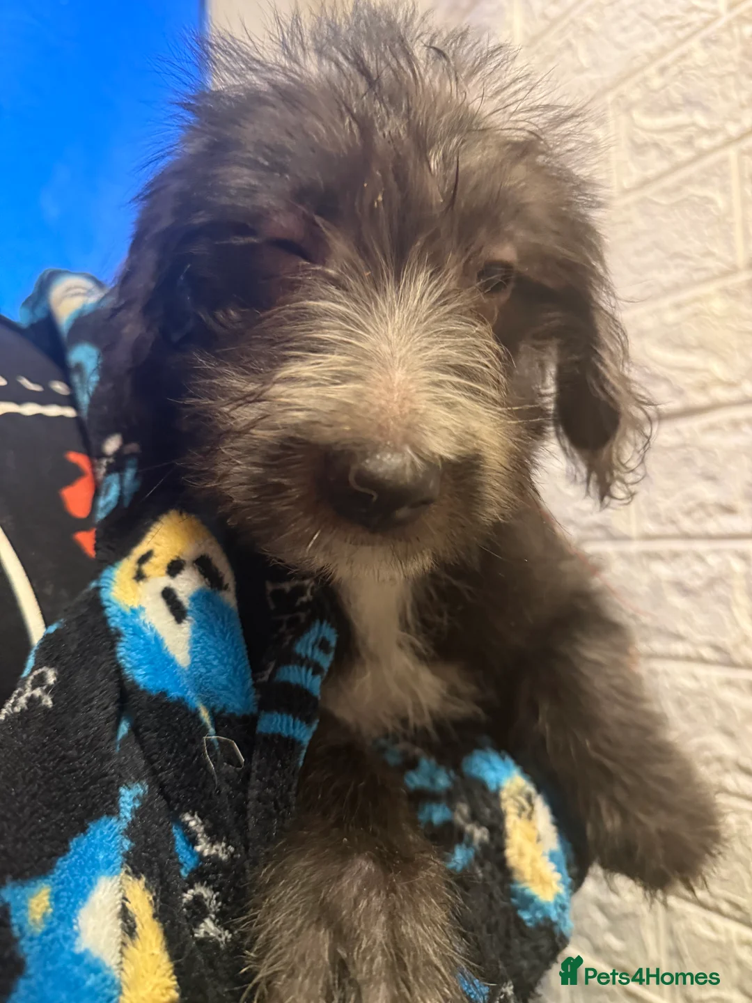 Mixed Breed dogs for sale: 6 Australian Shepherd X Springer x terrier puppies - Advert 8