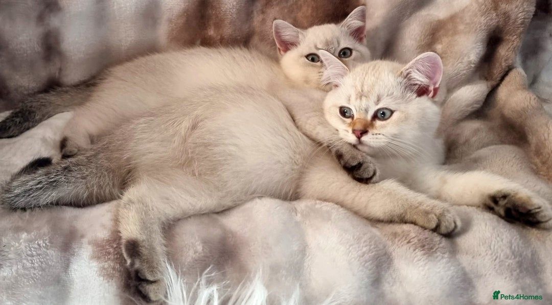 British Shorthair cats for sale: GOLDEN & COLOURPOINT BSH KITTENS, READY TO GO! - Image 6