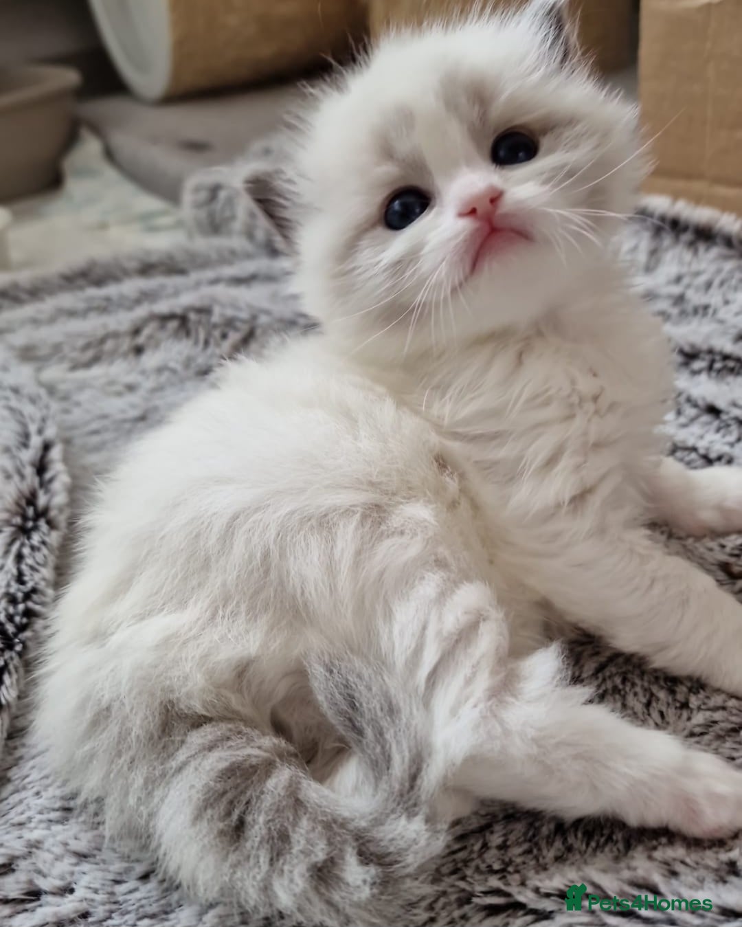Ragdoll cats for sale: 🎀✨️Waiting list for lovely TICA🐱is open✨️🎀 in Slough - Image 25