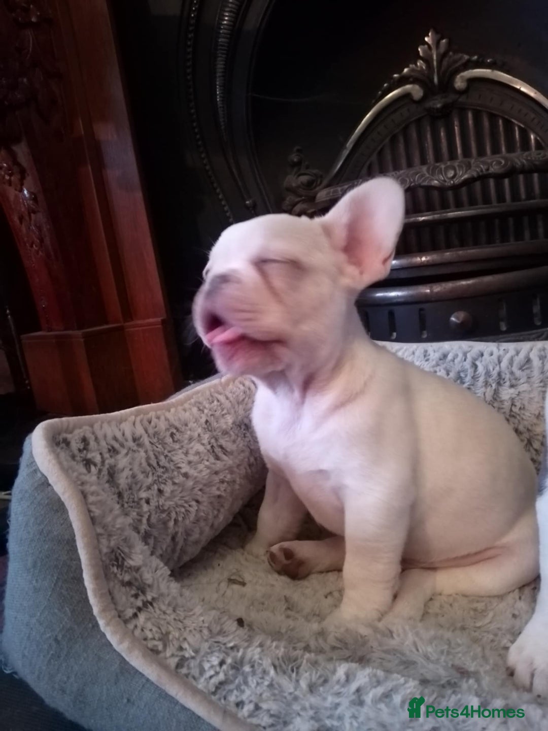 French Bulldog dogs for sale: French Bulldog Puppies For Sale  - Advert 7