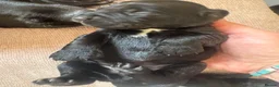 Sprocker dogs for sale: Gorgeous Sprocker spaniels for sale in West Byfleet - Advert 15