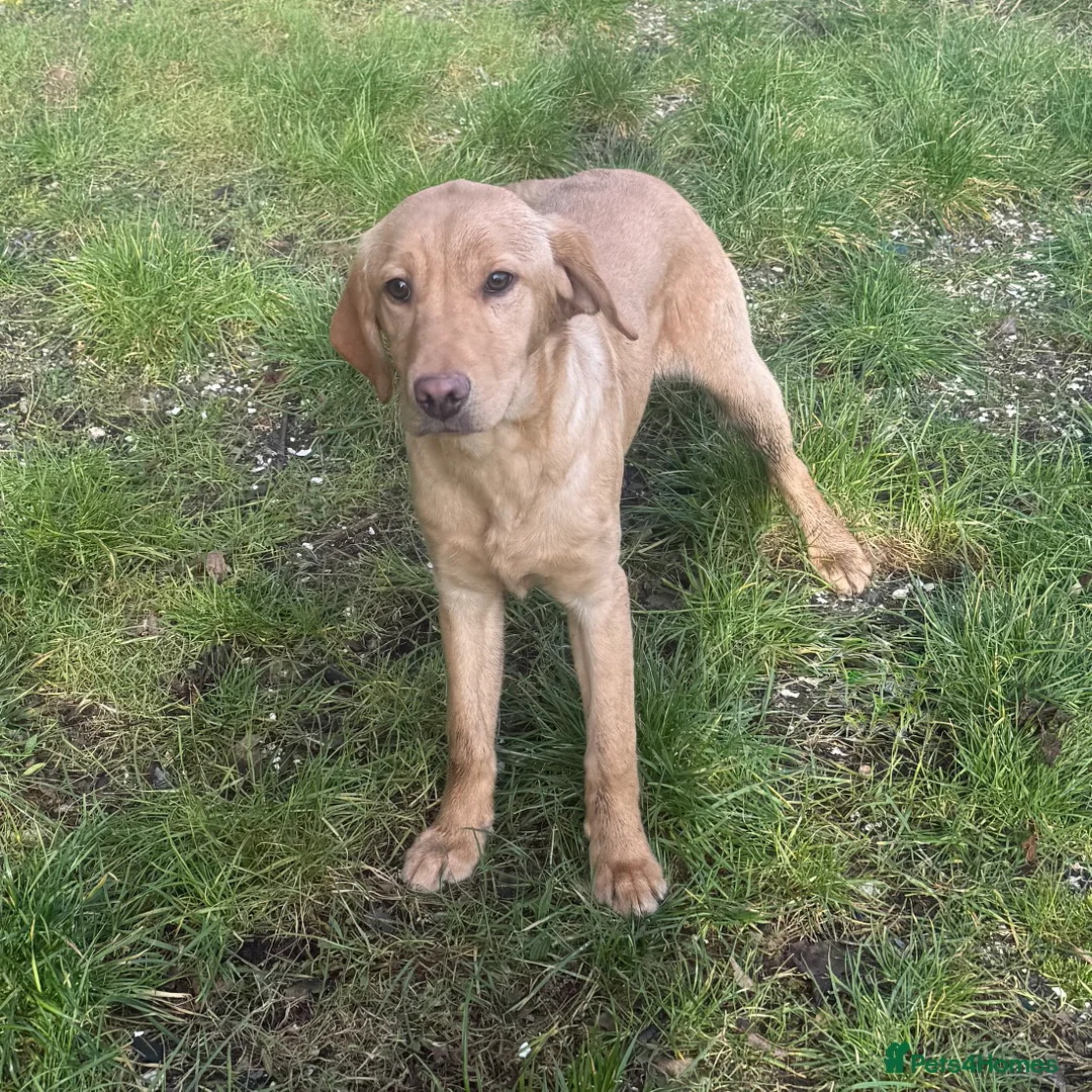 Labrador Retriever dogs for sale: 🧡 Older Yellow & Red RKC Labrador Boys 💛 - Advert 27