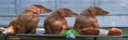 Hungarian Vizsla dogs for sale: High Quality Hungarian Vizsla Puppies - 2 boys - Advert 10