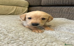 Labrador Retriever dogs for sale: Labrador puppies  - Image 36